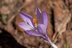 Crocus neapolitanus