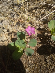 Cycladenia humilis