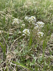 Noccaea cochleariformis