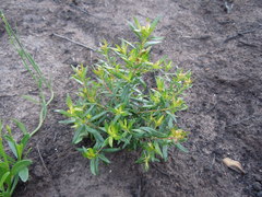 Agathosma ovata