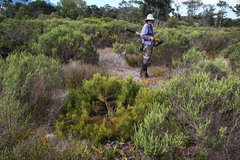 Serruria foeniculacea