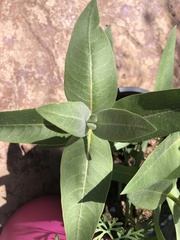 Asclepias eriocarpa