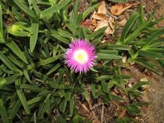 Carpobrotus dimidiatus