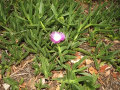 Carpobrotus dimidiatus