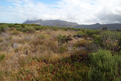 Leucadendron floridum