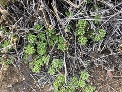 Sedum wrightii