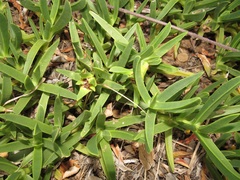Carpobrotus dimidiatus