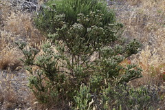 Leucadendron levisanus