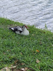 Cairina moschata domestica
