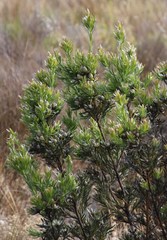 Leucadendron floridum