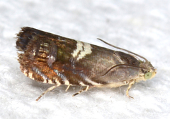 Grapholita fana