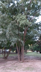 Anadenanthera colubrina