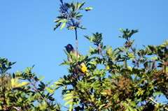 Pycnonotus nigricans