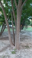 Anadenanthera colubrina