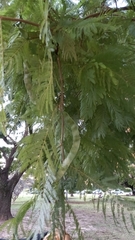 Anadenanthera colubrina