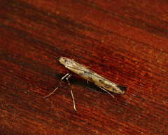 Caloptilia populetorum