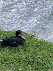 Cairina moschata domestica