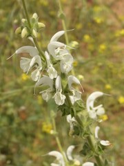 Salvia argentea
