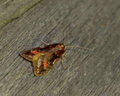 Semioscopis oculella