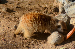 Suricata suricatta