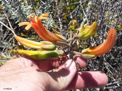 Tylecodon grandiflorus
