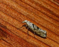 Ypsolopha asperella