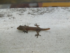Hemidactylus garnotii