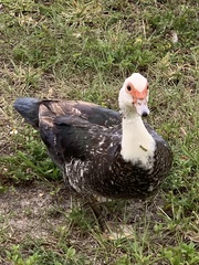 Cairina moschata domestica