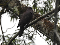 Patagioenas subvinacea