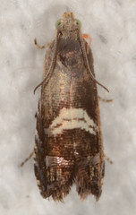Grapholita fana
