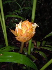 Goeppertia inocephala