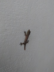 Hemidactylus garnotii