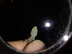 Hemidactylus garnotii