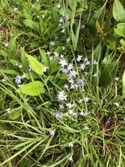 Houstonia serpyllifolia
