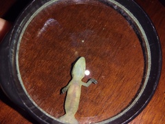Hemidactylus garnotii