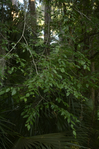 Carpinus caroliniana image