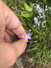 Houstonia serpyllifolia