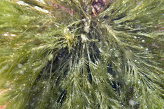 Bryopsis corticulans
