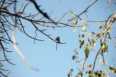 Eurocephalus anguitimens