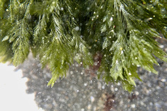 Bryopsis corticulans