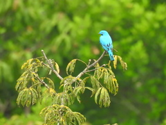 Cotinga maynana