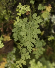 Asplenium dareoides