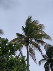 Cocos nucifera