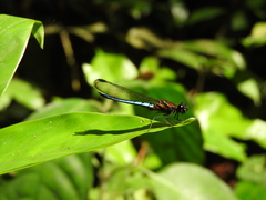 Chlorocypha aphrodite