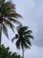 Cocos nucifera