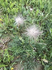 Pulsatilla grandis
