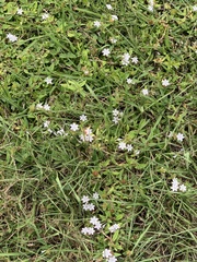 Richardia grandiflora
