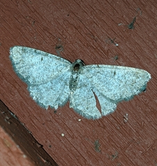 Aethalura intertexta