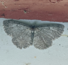 Aethalura intertexta