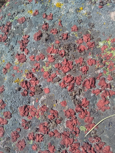 Emery Rocktripe Lichen